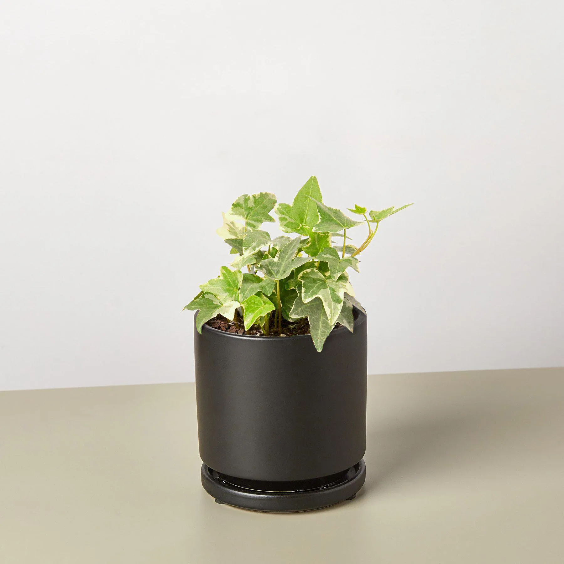 English Ivy 'Glacier'